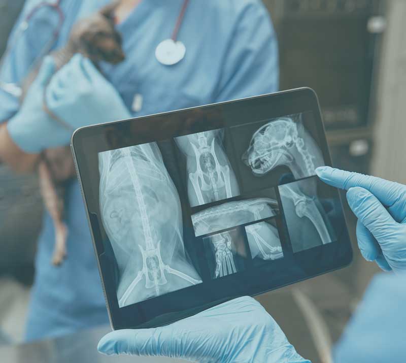 Diagnostiek_dierenartspraktijk_breemersch
