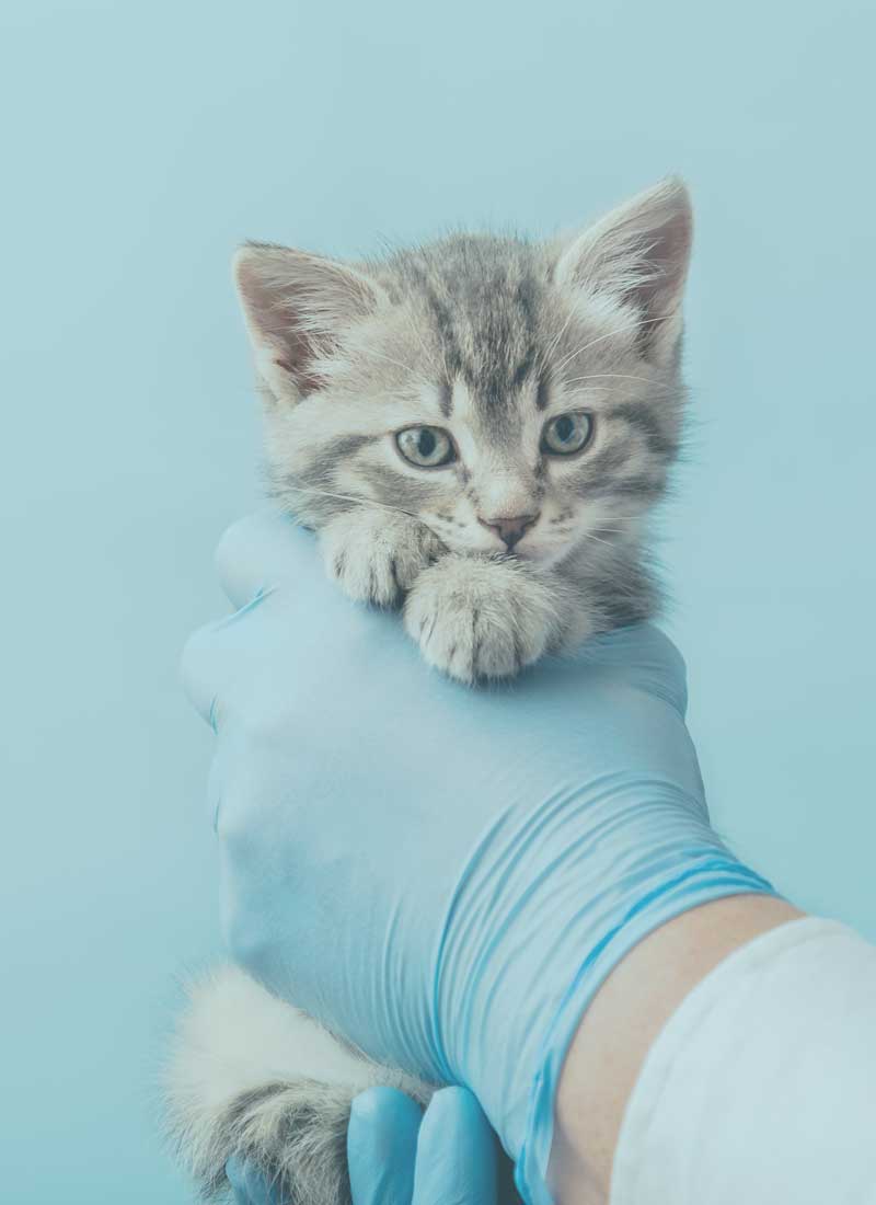 Kitten_dierenartspraktijk_breemersch