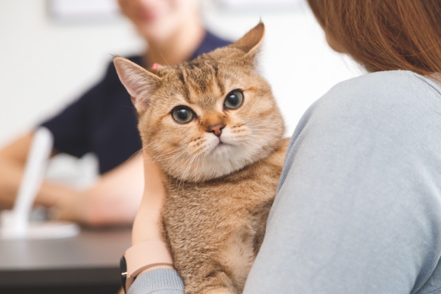 Kat