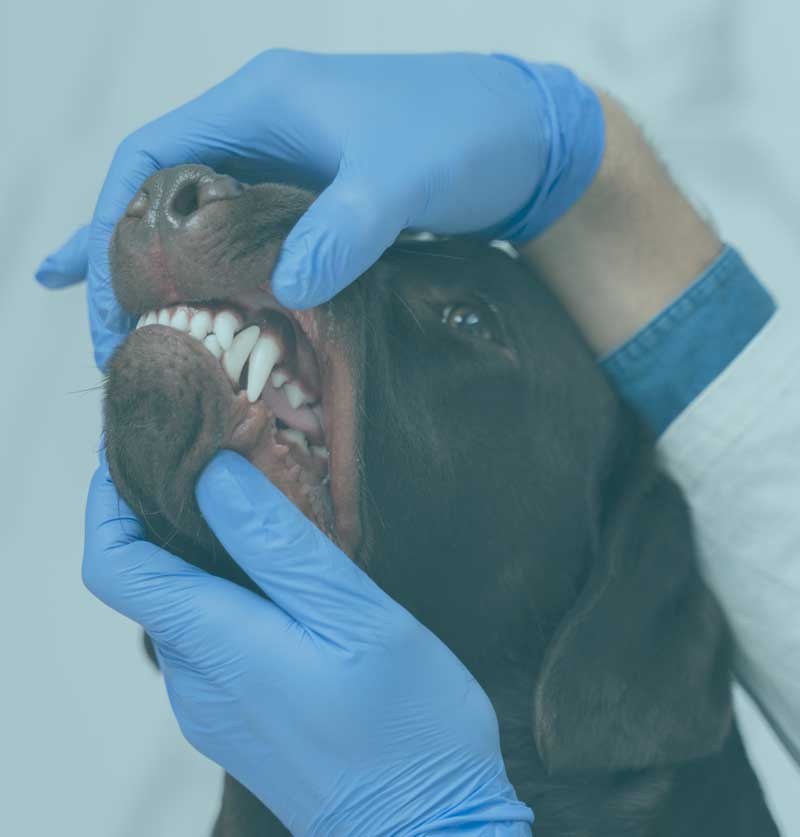 Tanden van een hond