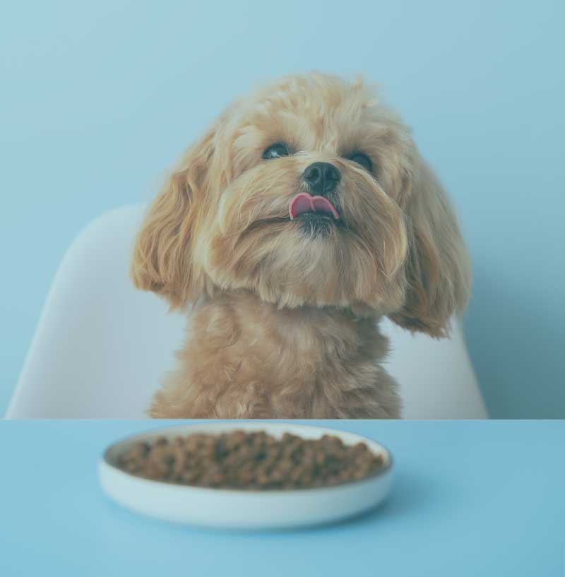 Hond met eten